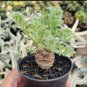 Pelargonium appendiculatum 10 Seeds
