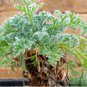 Pelargonium appendiculatum 10 Seeds
