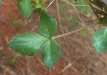 Commiphora schimperi 10 Seeds