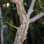 Commiphora schimperi 10 Seeds