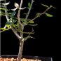 Commiphora schimperi 10 Seeds