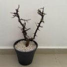 Commiphora rostrata 4 Seeds