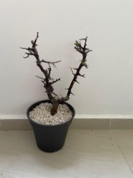 Commiphora rostrata 4 Seeds