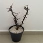 Commiphora rostrata 4 Seeds
