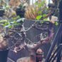 Commiphora rostrata 4 Seeds