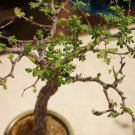 Commiphora lindensis 4 Seeds