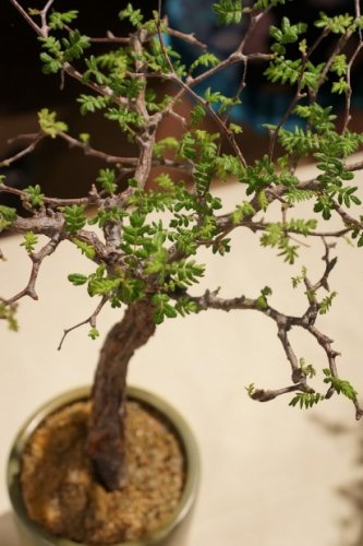 Commiphora lindensis 4 Seeds