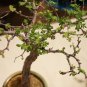 Commiphora lindensis 4 Seeds