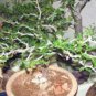 Commiphora lindensis 4 Seeds