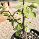 Commiphora mildbraedii 4 Seeds