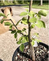 Commiphora mildbraedii 4 Seeds