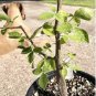 Commiphora mildbraedii 4 Seeds