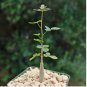 Commiphora mildbraedii 4 Seeds
