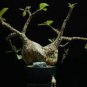 Cyphostemma sp. 'Ngare Mara' , Rare, Bonsai plant 4 Seeds