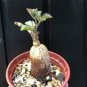 Cyphostemma sp. 'Ngare Mara' , Rare, Bonsai plant 4 Seeds