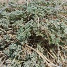 Citrullus ecirrhosus 10 Seeds
