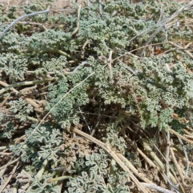Citrullus ecirrhosus 10 Seeds