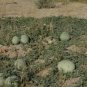 Citrullus ecirrhosus 10 Seeds