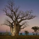 Adansonia Gregorii Boab Baobab Bottle Tree 10 Seeds