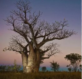 Adansonia Gregorii Boab Baobab Bottle Tree 10 Seeds