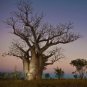 Adansonia Gregorii Boab Baobab Bottle Tree 10 Seeds