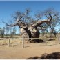Adansonia Gregorii Boab Baobab Bottle Tree 10 Seeds