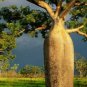 Adansonia Gregorii Boab Baobab Bottle Tree 10 Seeds