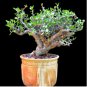 Bursera Schlechtendalii 4 Seeds