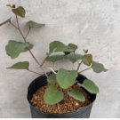 Adenia isaloensis 10 Seeds