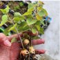 Adenia isaloensis 10 Seeds