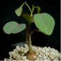 Adenia isaloensis 10 Seeds