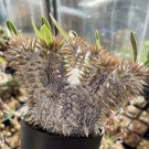 Pachypodium Horombense 20 Seeds