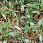 Pachypodium Horombense 20 Seeds