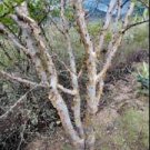 Bursera galeottiana 2 Seeds