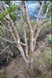 Bursera galeottiana 2 Seeds