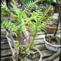 Bursera galeottiana 2 Seeds