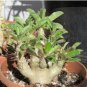 Pachypodium saundersii 10 Seeds