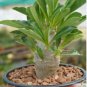 Pachypodium saundersii 10 Seeds