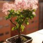Cotinus Coggygria Scumpia Smoke Tree Shrub 10 Seeds