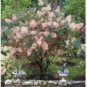 Cotinus Coggygria Scumpia Smoke Tree Shrub 10 Seeds