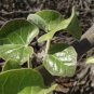 Jatropha cinerea Tree Ornamental Plant Park 4 Seeds