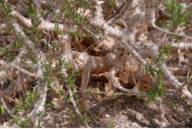 Commiphora Pteleifolia 4 Seeds
