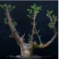 Commiphora Pteleifolia 4 Seeds