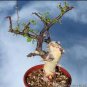 Commiphora pseudopaoli 4 Seeds