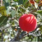 Ibervillea Tenuisecta 10 Seeds