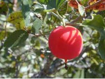 Ibervillea Tenuisecta 10 Seeds