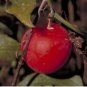 Ibervillea Tenuisecta 10 Seeds