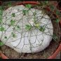 Ibervillea Tenuisecta 10 Seeds