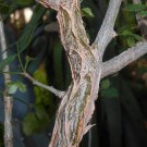 Commiphora bruceae 10 Seeds