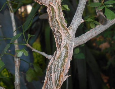 Commiphora bruceae 10 Seeds